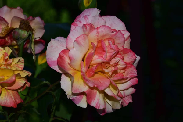 Hermosas Rosas Que Crecen Jardín Verano Día Soleado — Foto de Stock