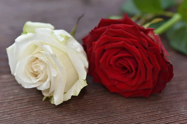 Krásné Růže Dřevěném Pozadí Letní Koncept Zblízka — Stock fotografie