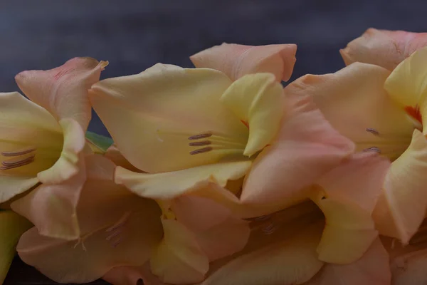 Mooie Gladiolen Lichte Achtergrond Zomerconcept Close View — Stockfoto