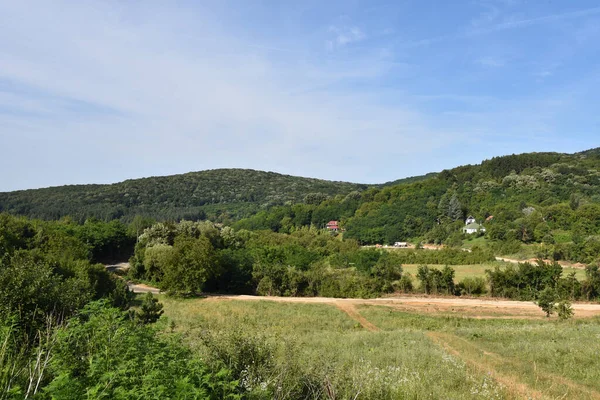 Straße Entlang Grüner Sommerwiese Mit Wald Auf Blauem Himmelhintergrund — Stockfoto