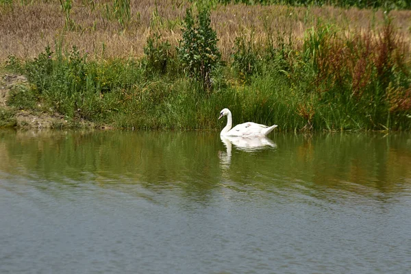 Schöner Schwan Schwimmt Sommertag Auf Der Wasseroberfläche Des Sees — Stockfoto