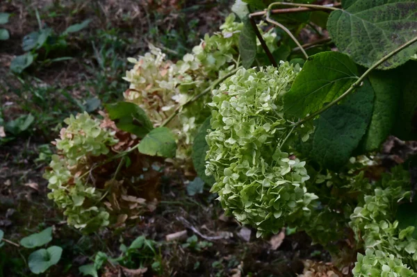 Vackra Blommor Xer Trã Dgã Rden Sommaren Solig Dag — Stockfoto