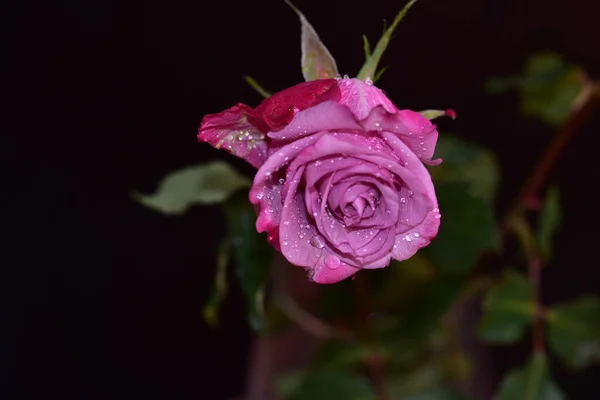 Bela Rosa Fundo Escuro Conceito Verão Vista Perto — Fotografia de Stock