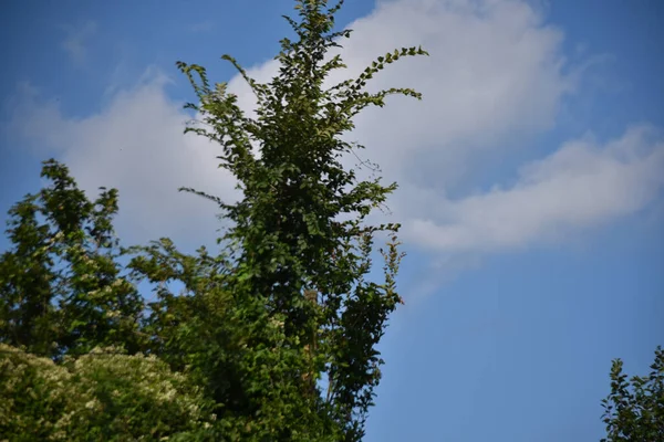 Зеленый Летний Лес Голубом Фоне Неба — стоковое фото