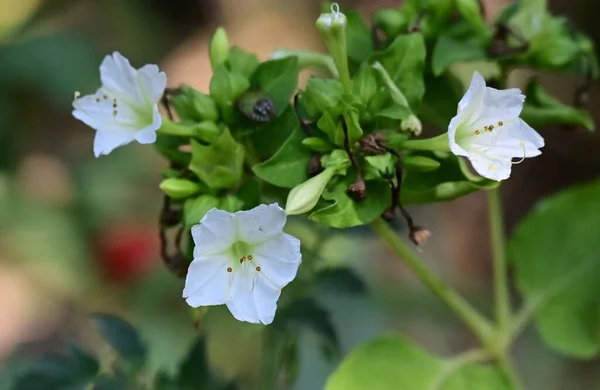 Hermosas Flores Que Crecen Jardín Verano Día Soleado — Foto de Stock