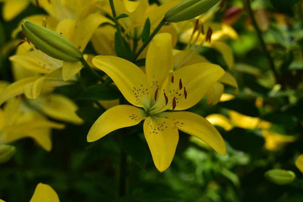 Beaux Lis Poussant Dans Jardin Journée Ensoleillée Été — Photo