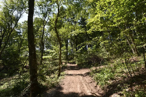 Uitzicht Herfstbomen Het Bos — Stockfoto