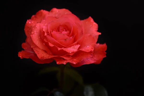 Hermosa Rosa Sobre Fondo Oscuro Concepto Verano Vista Cercana — Foto de Stock