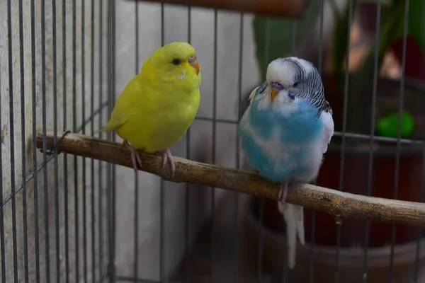 Słodkie Małe Papugi Spoczywające Patyku Zoo Widok Bliska — Zdjęcie stockowe