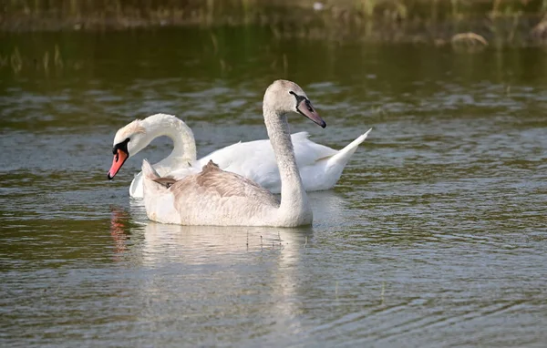 Beautiful Swans Swimming Lake Water Surface Summer Day — Stock Photo, Image