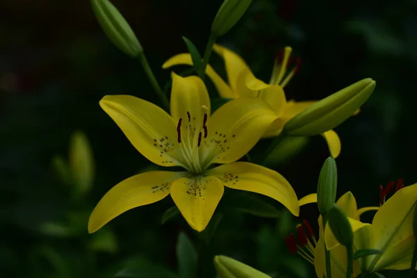 Beaux Lis Poussant Dans Jardin Journée Ensoleillée Été — Photo