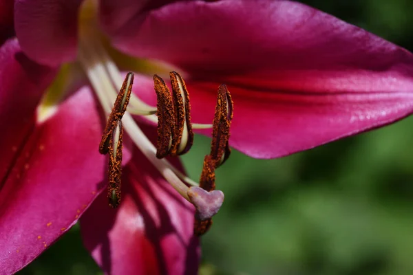 Hermosa Flor Lirio Creciendo Jardín Verano Día Soleado — Foto de Stock