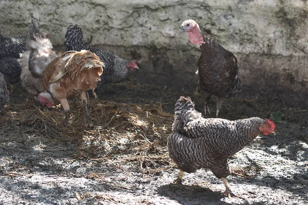 turkey with chickens grazing on ground at summer day