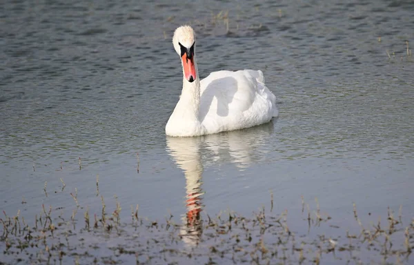 夏の日に湖の水面を泳ぐ白鳥 — ストック写真