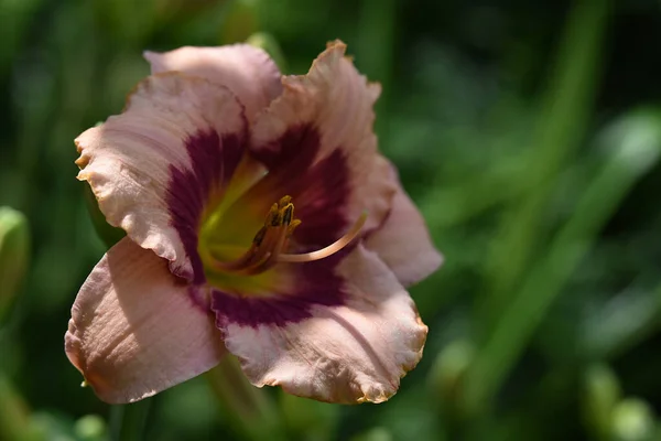 Vacker Lilja Blomma Växer Trädgården Sommaren Solig Dag — Stockfoto