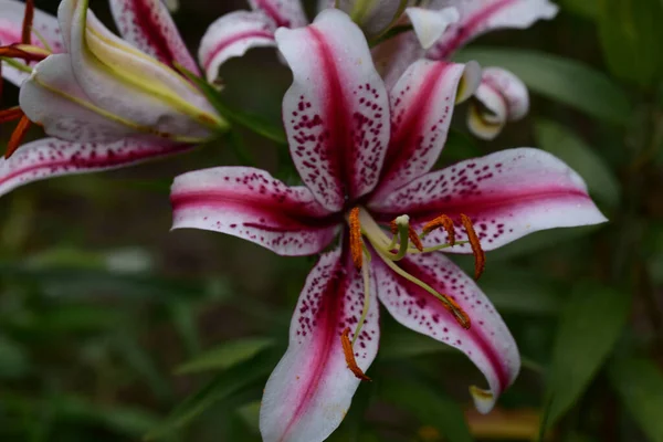 Belles Fleurs Poussant Dans Jardin Journée Ensoleillée Été — Photo