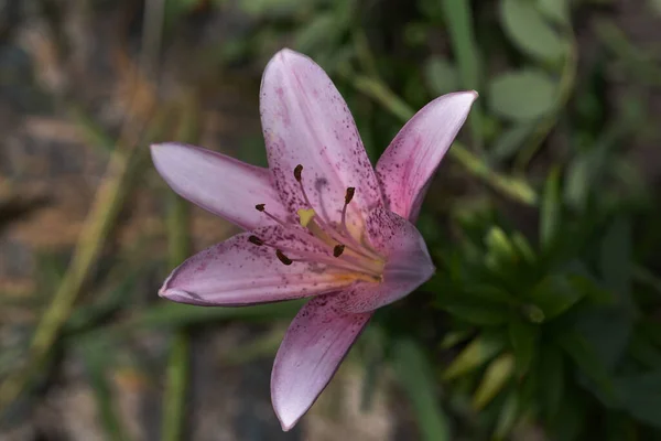 Gyönyörű Liliom Virág Kertben Nyáron Napsütéses Nap — Stock Fotó