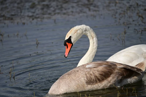 Belos Cisnes Nadando Superfície Água Lago Dia Verão — Fotografia de Stock