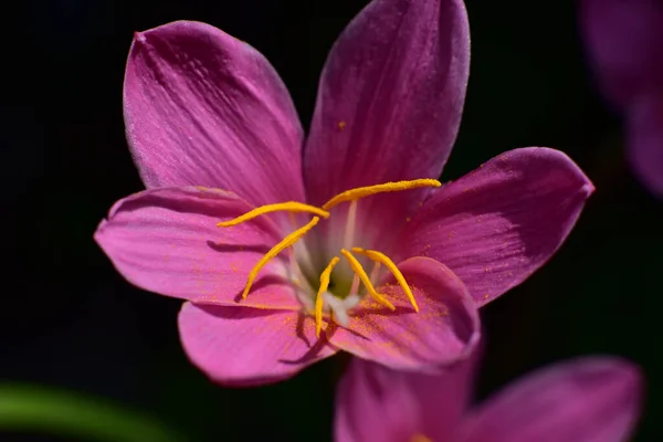 美丽的百合花在夏日的艳阳天长在花园里 — 图库照片