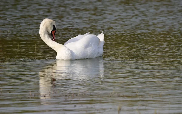 Krásná Labuť Plavání Vodní Hladině Jezera Letní Den — Stock fotografie