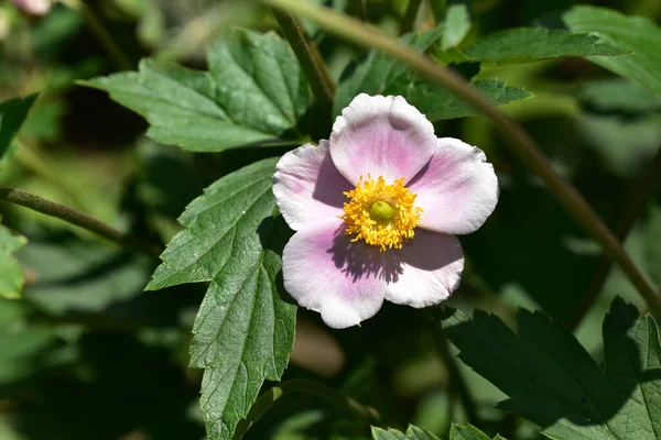 Hermosa Flor Que Crece Jardín Día Soleado — Foto de Stock