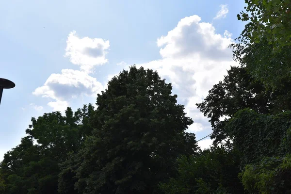 Landschap Van Groene Zomer Bos Blauwe Lucht Achtergrond — Stockfoto