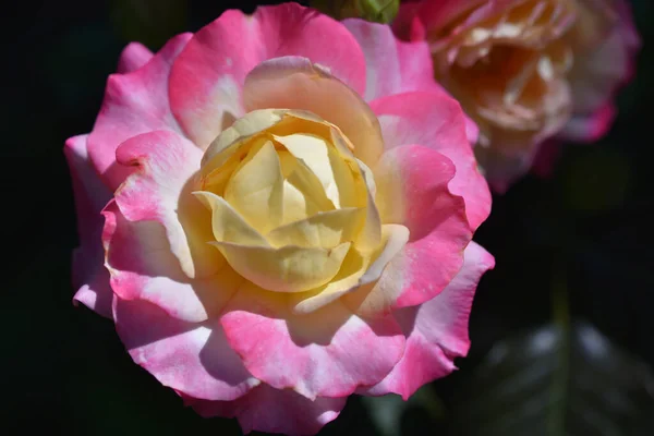 Vackra Blommor Xer Trã Dgã Rden Sommaren Solig Dag — Stockfoto