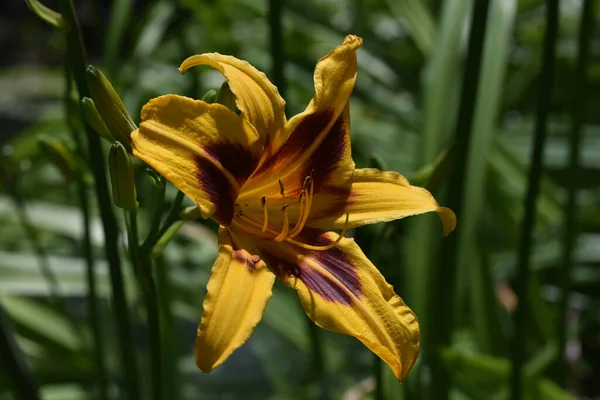 Beautiful Flowers Growing Garden Summer Sunny Day — Stock Photo, Image