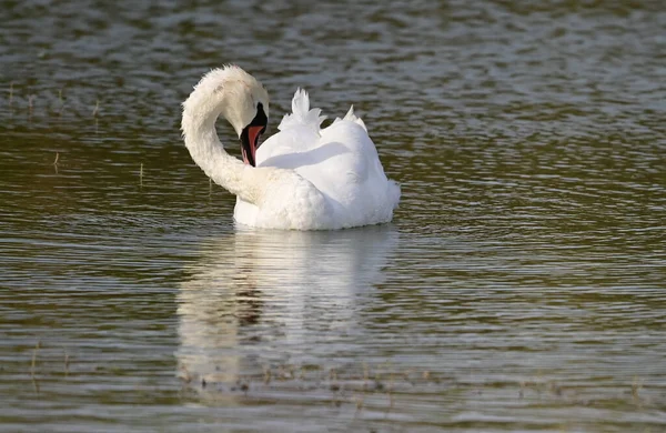 美丽的天鹅在湖面游泳 — 图库照片