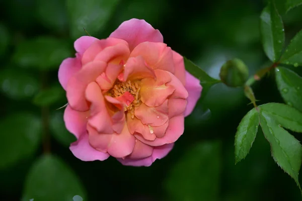 Bellissimo Fiore Rosa Che Cresce Giardino Nella Giornata Sole — Foto Stock