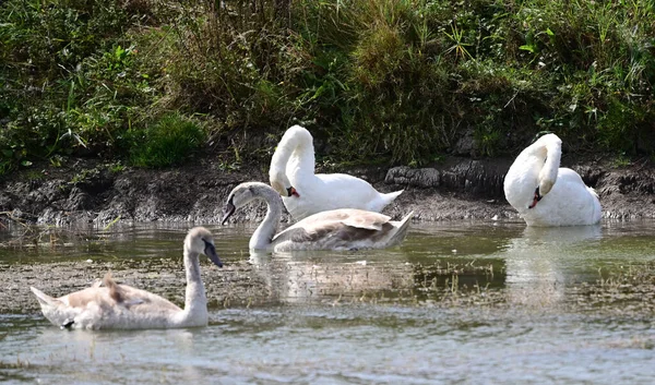Beautiful Swans Swimming Lake Water Surface Summer Day — Stock Photo, Image