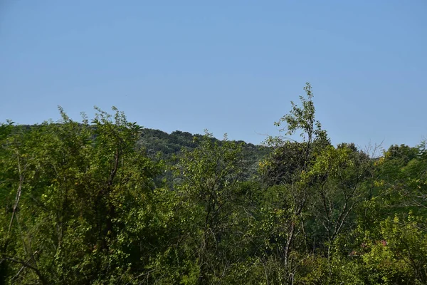 Krajina Zelené Letní Les Modré Obloze Pozadí — Stock fotografie