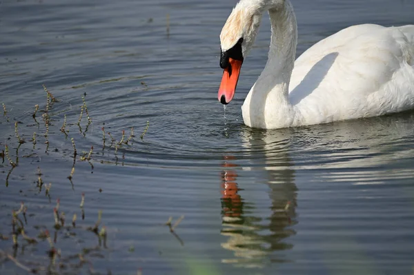 Beau Cygne Nageant Sur Surface Eau Lac Jour Été — Photo