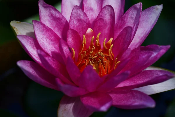 Hermoso Loto Floreciente Creciendo Estanque Día Verano —  Fotos de Stock