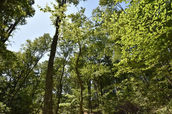 Vista Árboles Otoñales Bosque — Foto de Stock