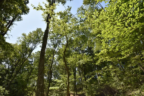 Uitzicht Herfstbomen Het Bos — Stockfoto