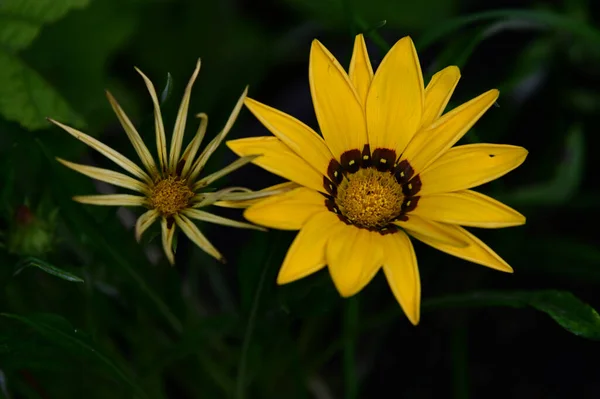 Beautiful Flowers Growing Garden Summer Sunny Day — Stock Photo, Image