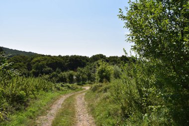 yol boyunca yeşil yaz çayırı boyunca ormanlar mavi gökyüzü arka planında  