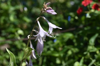 Güneşli yaz gününde bahçede yetişen güzel zambaklar. 