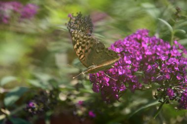 Güneşli yaz gününde bahçede büyüyen güzel çiçeklerin üzerindeki kelebek. 