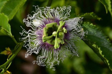 Güneşli bir günde bahçede büyüyen güzel çiçek. 