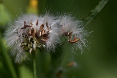 Güneşli bir günde bahçede büyüyen güzel çiçek. 