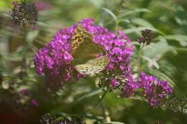 Güneşli yaz gününde bahçede büyüyen güzel çiçeklerin üzerindeki kelebek. 