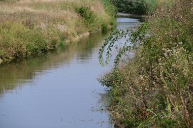 Gölette büyüyen yeşil bitkiler