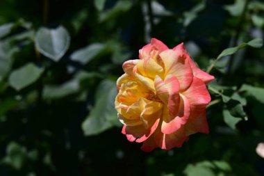 Güneşli yaz gününde bahçede yetişen güzel çiçekler. 