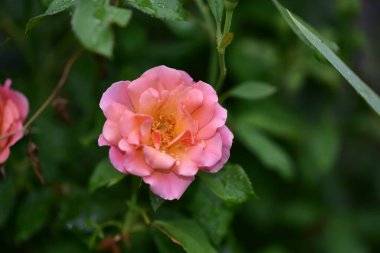 Güzel çiçek açan nilüfer çiçekleri yaz günü gölette büyür. 