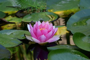 Güzel çiçek açan nilüfer çiçekleri yaz günü gölette büyür. 