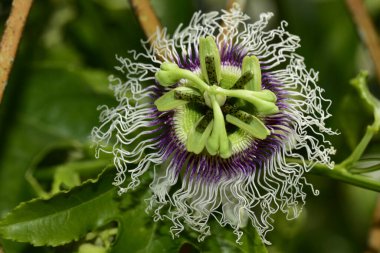 Güneşli bir günde bahçede büyüyen güzel çiçek. 