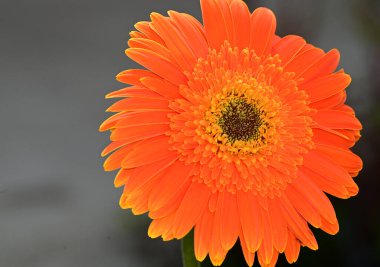 Karanlık arka planda güzel Gerbera çiçeği, yaz konsepti, yakın görüş  