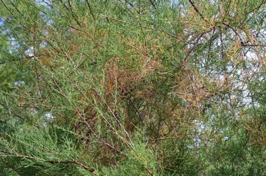 Mavi yaz gökyüzü arka planında yeşil ağaç dalları 